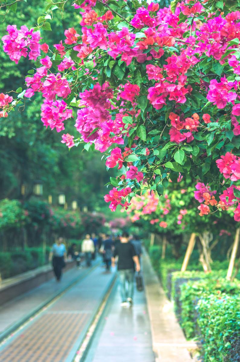 1512296527466744.jpg 深圳,深圳.jpg